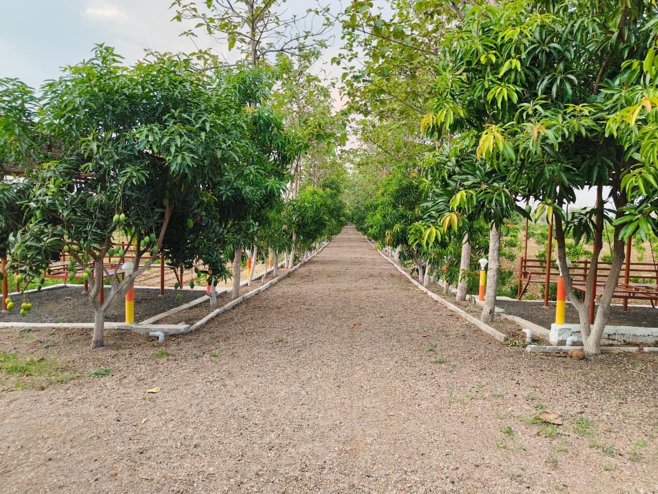 Mango Orchard